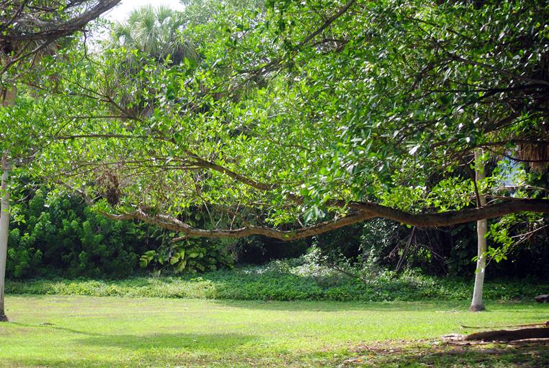 Ocean Strand trees