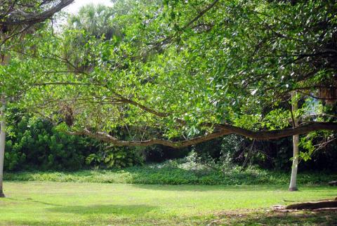 Ocean Strand Tree