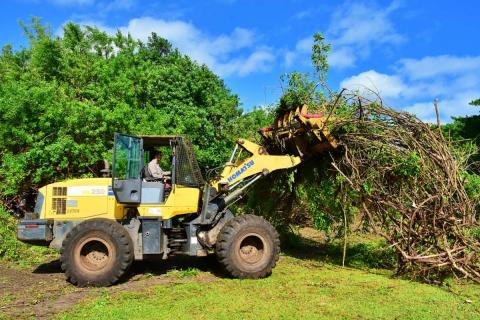 A tractor removes invasive plants from Ocean Strand Park