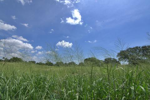 North Park grass and blue sky