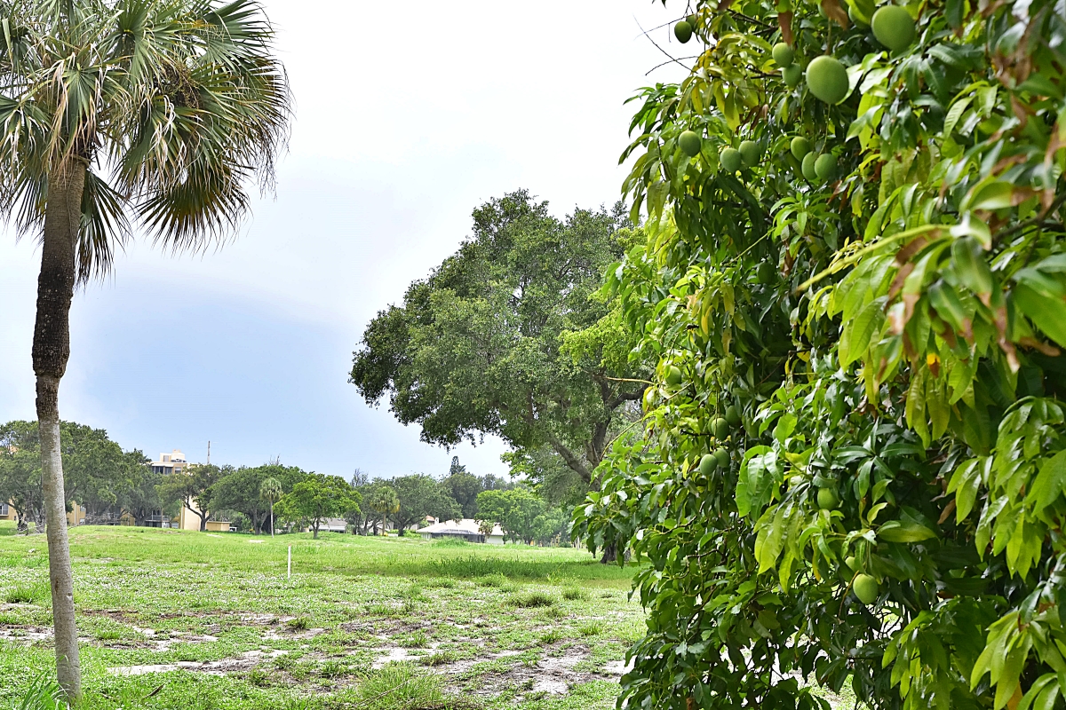A view of the former Ocean Breeze / Boca Teeca golf course.