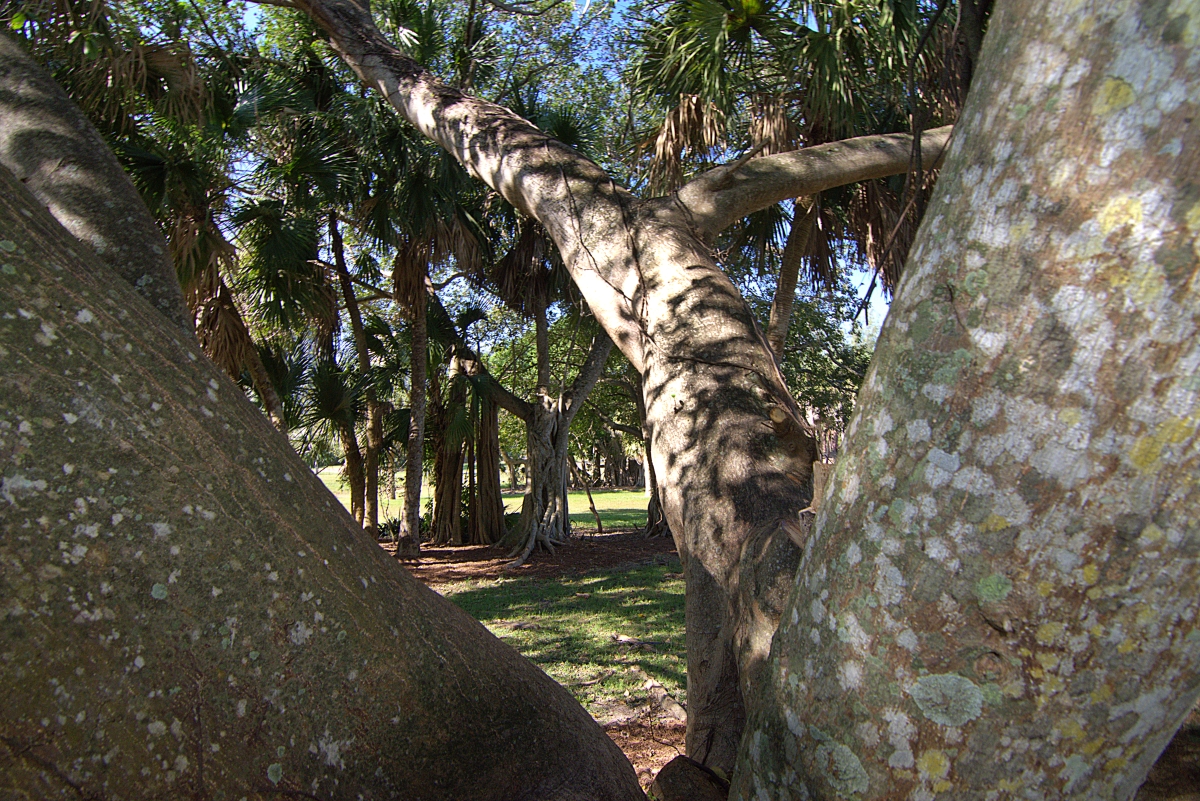 Strangler Fig tree at Ocean Strand