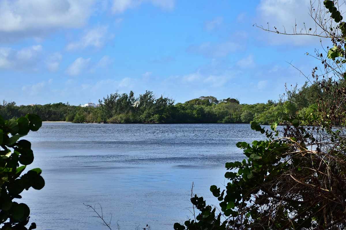 View of the Intracoastal from newly cleared Ocean Strand Park