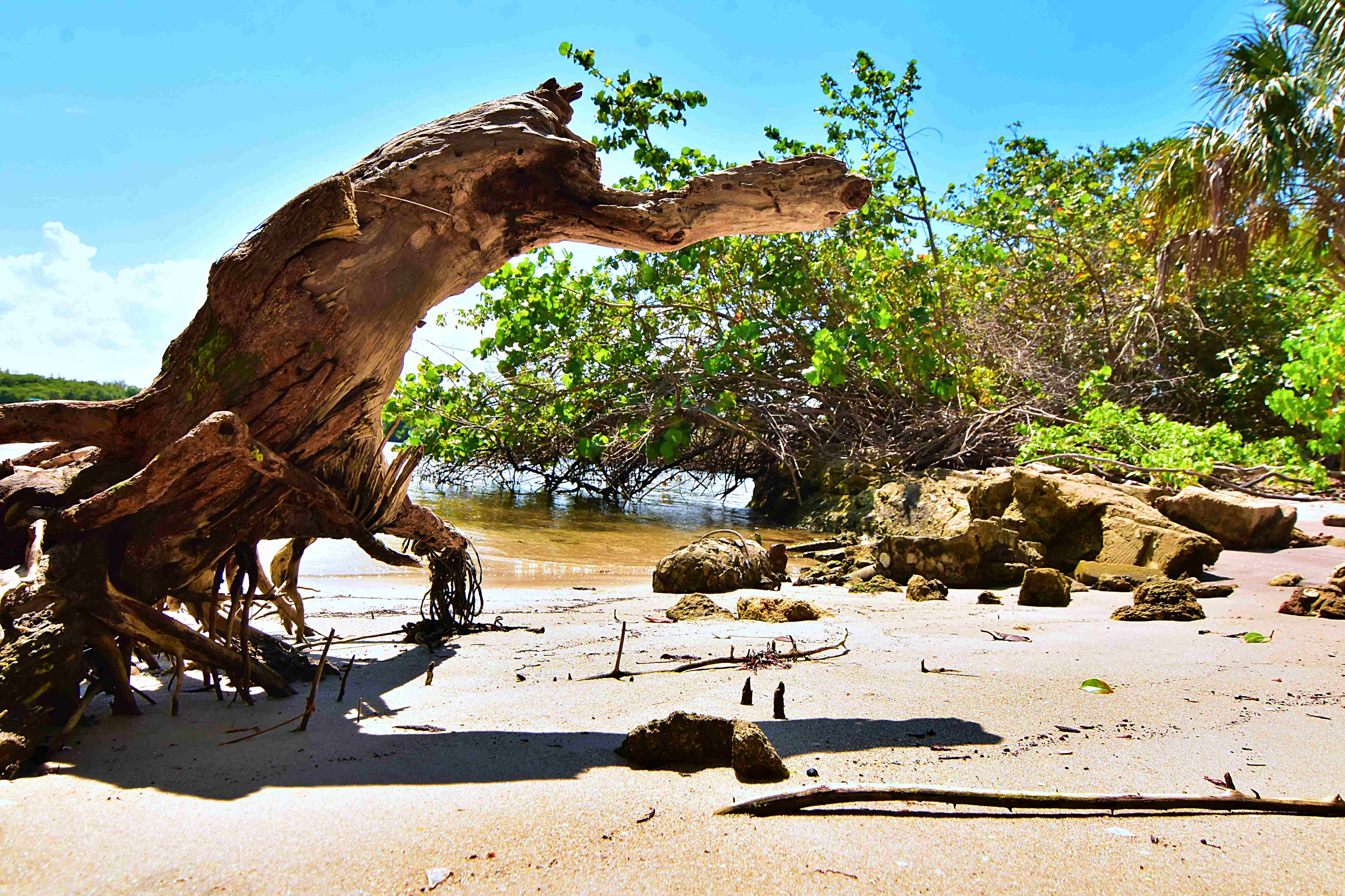 Ocean Strand Park Beach Driftwood