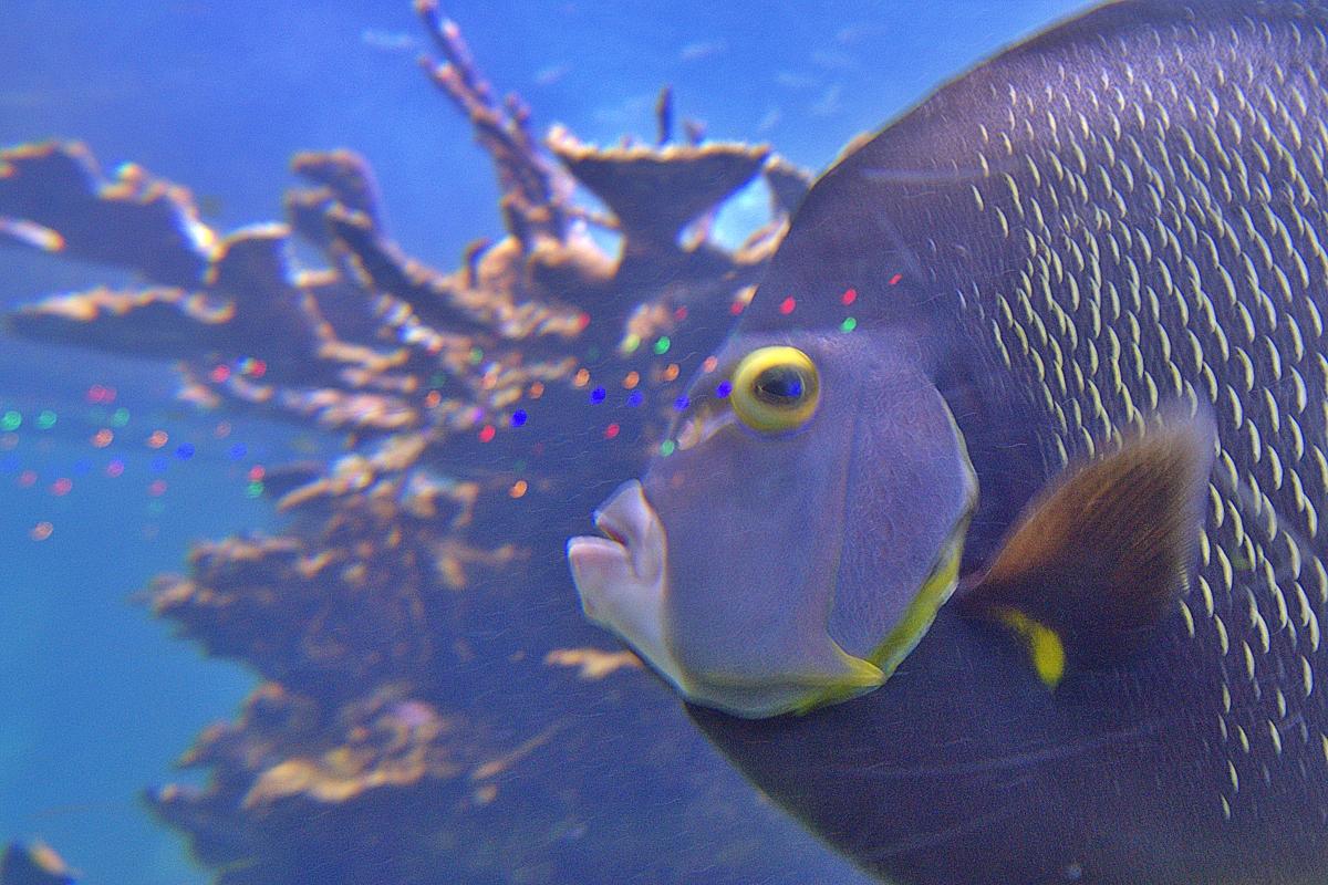 Reef Fish at Gumbo Limbo