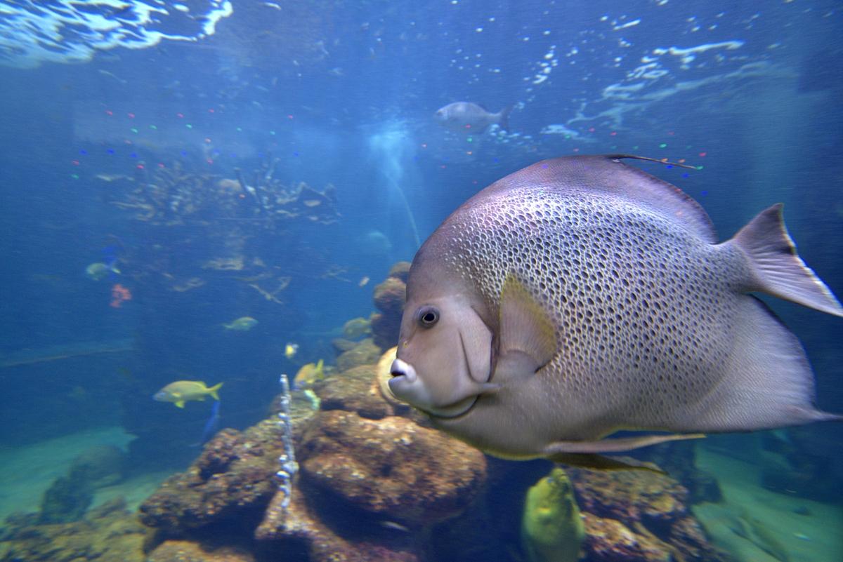 Reef Fish full body