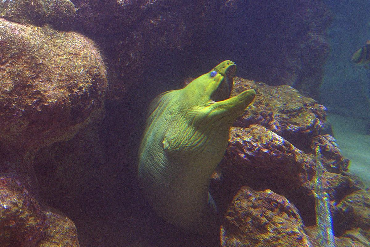 Mortimer the moray eel