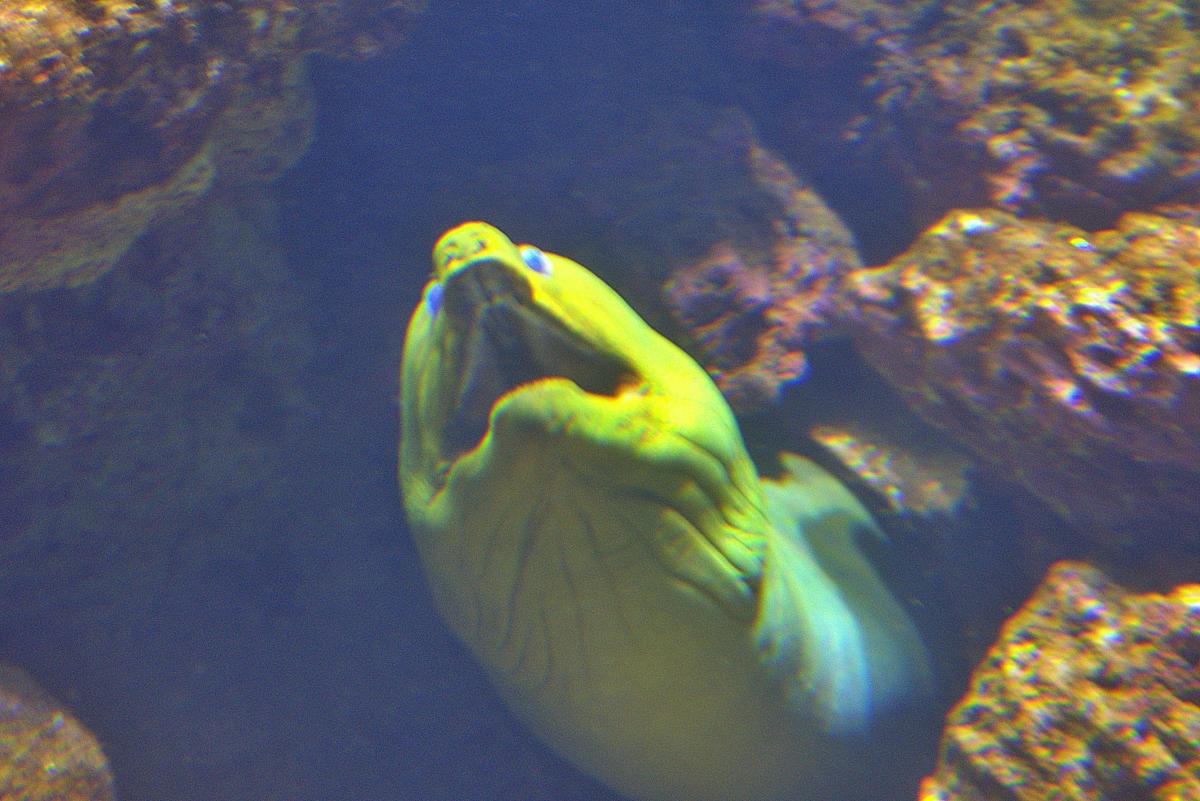 Mortimer the moray eel tight
