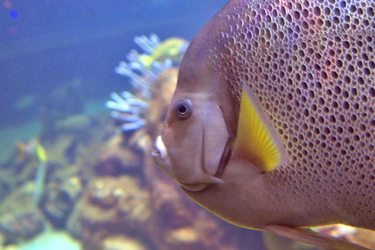 Reef fish on an angle