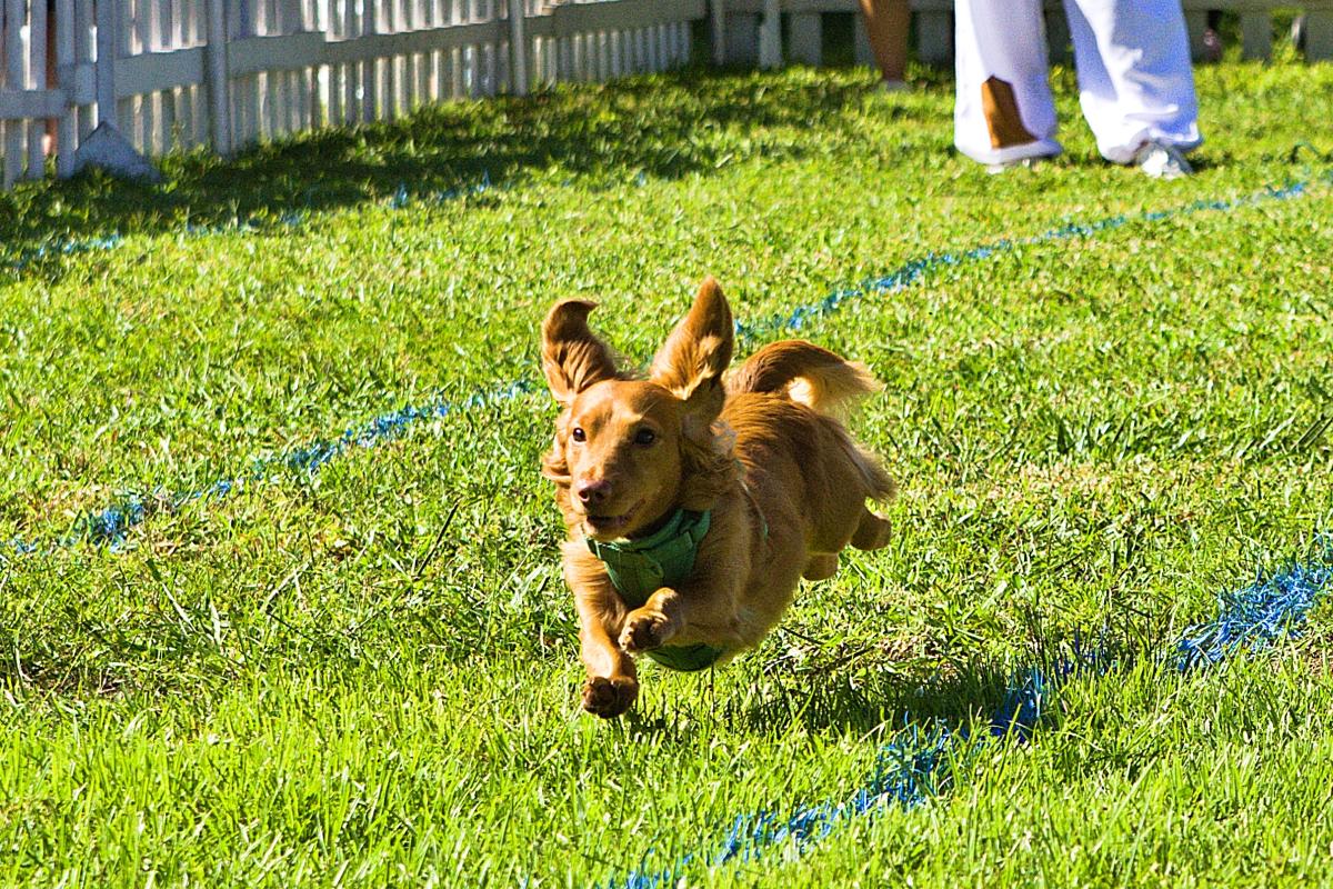 Wiener Dog Racing