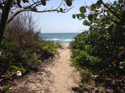 View of ocean on sandy path through trees